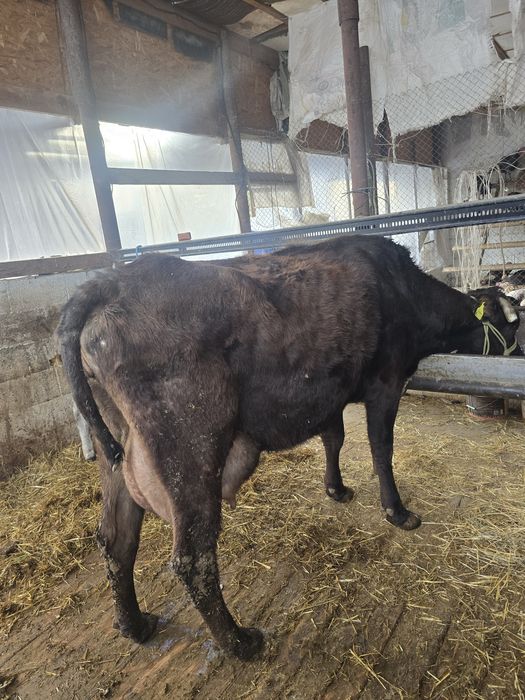 Бұзаулы сиыр сатылады