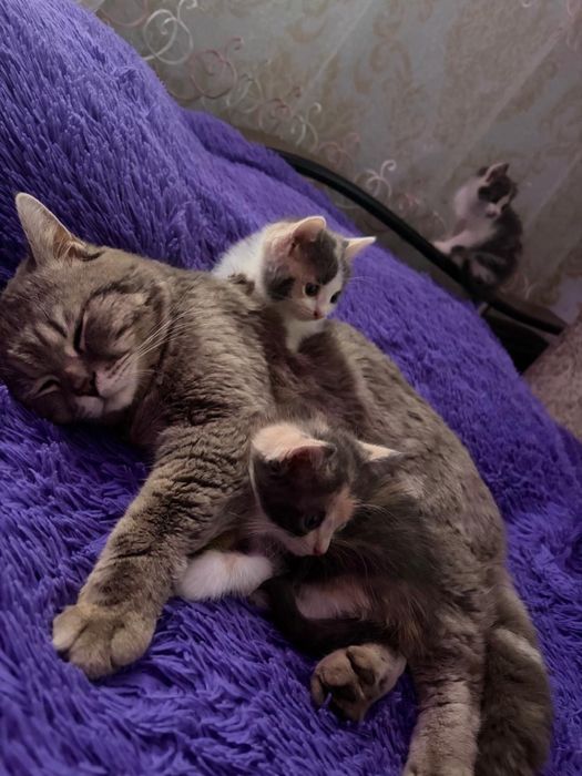 отдам котят в добрые руки