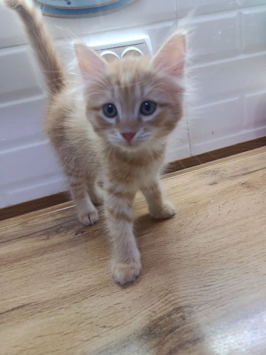 Котята 2 месяца. Домашние. Отдам даром.