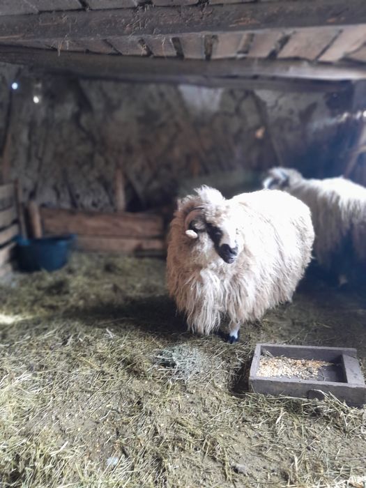 Berbecuț și o neluță