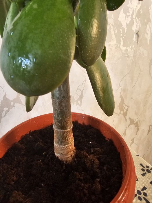 Продам шикарные толстянки (красулы)