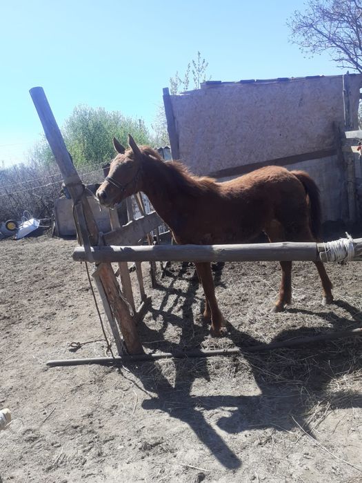 Продам жеребенка годовалый