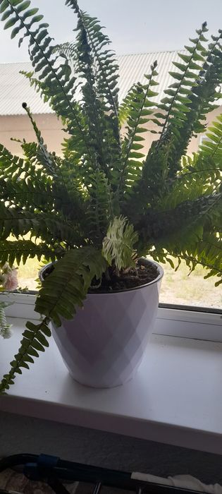 Комнатные цветы и растение