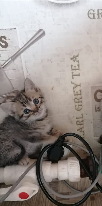 котята шотладнские