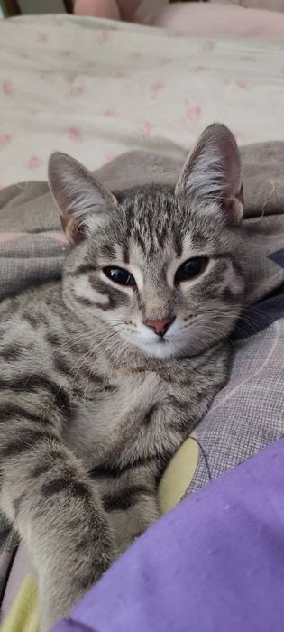 отдам котенка в добрые руки