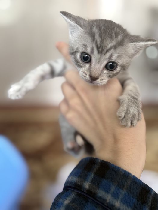 Отдам котят в добрые руки