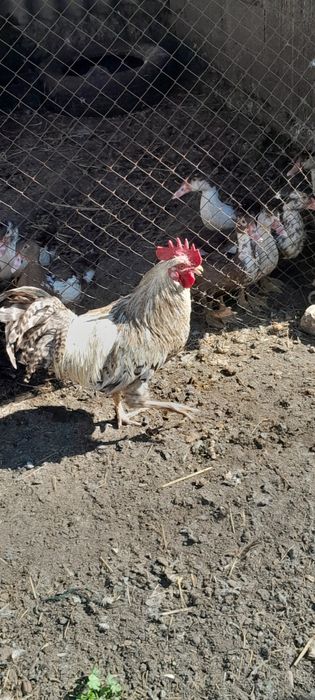 Продам кур домашних