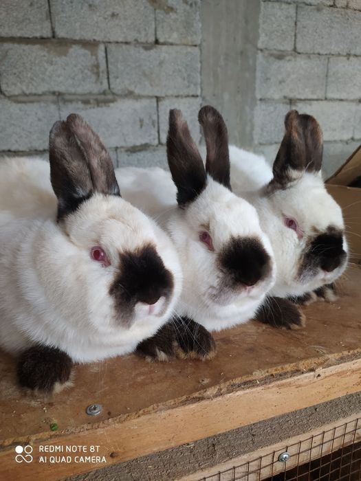 Кролики  породистые
