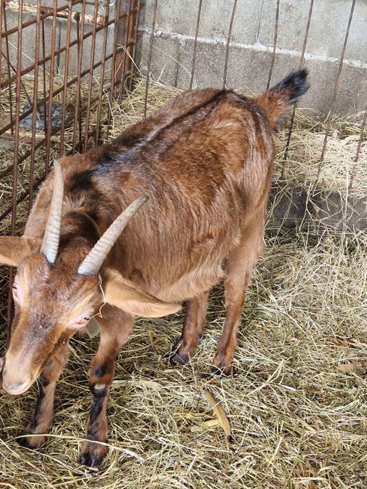 Iada Alpin Francez (pentru taiat)