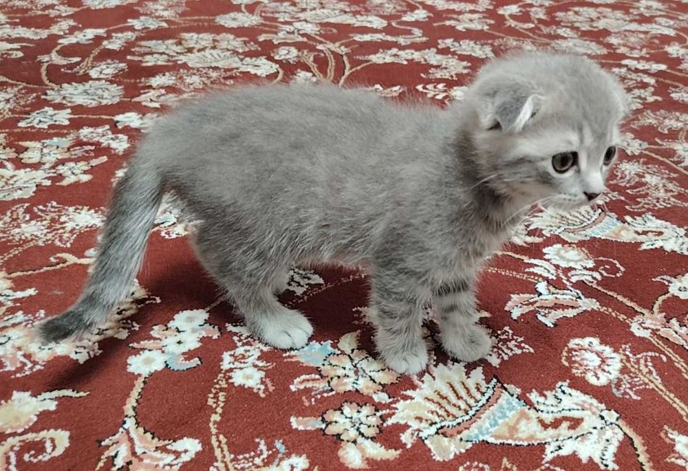 Шотландка фолд 2 ойлик