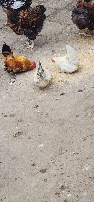 Vând o familie de chabo