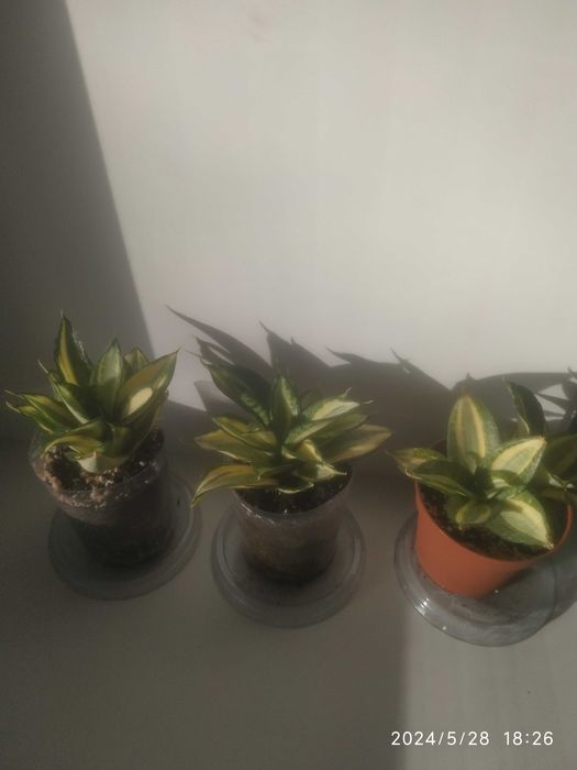 Сансевиерии,обмен