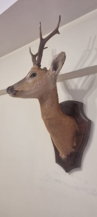 Чучело головы "Касули"