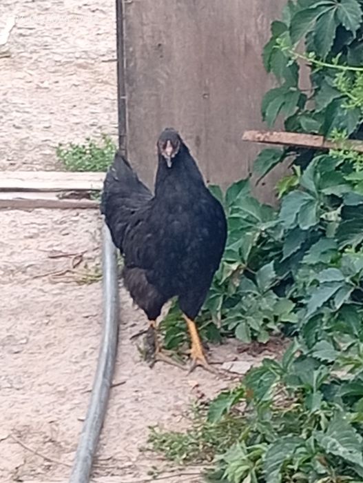 Продам бройлеров