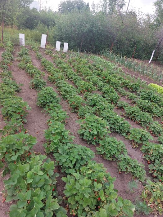 Продам дачный участок