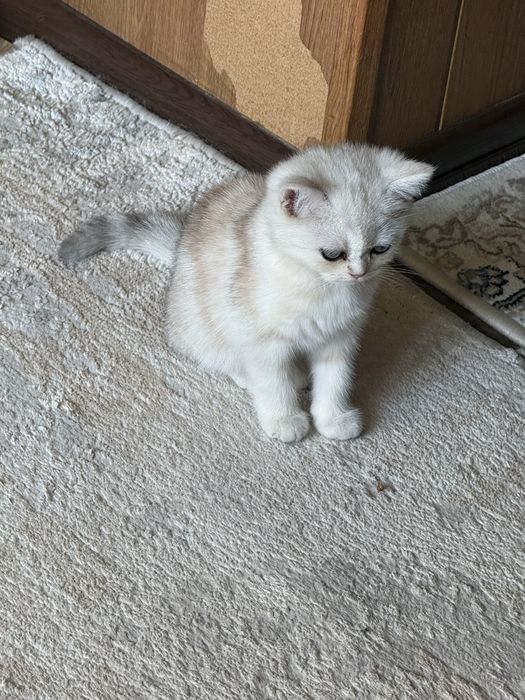 Shinshila 2 oyli qiz toza paroda