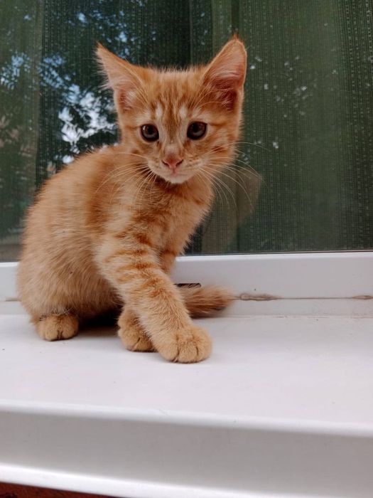 Отдам котят в хорошие руки