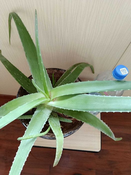 лечебное растение алоэ