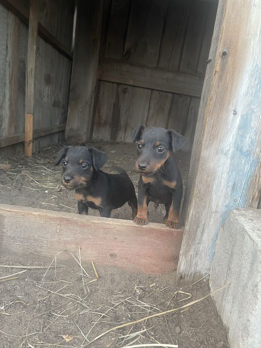 Продам щенят породы Ягтерьер