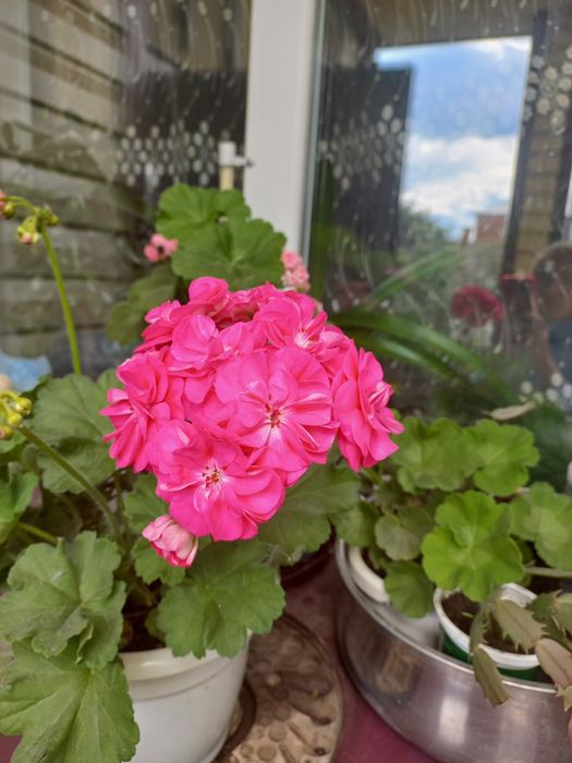 Продам красивые пеларгонии