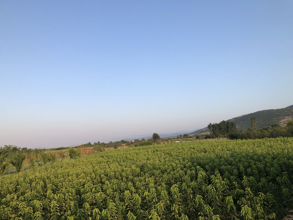 Овощен посадъчен материал