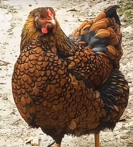 1+1 Wyandotte auriu si cocos Australorp negru