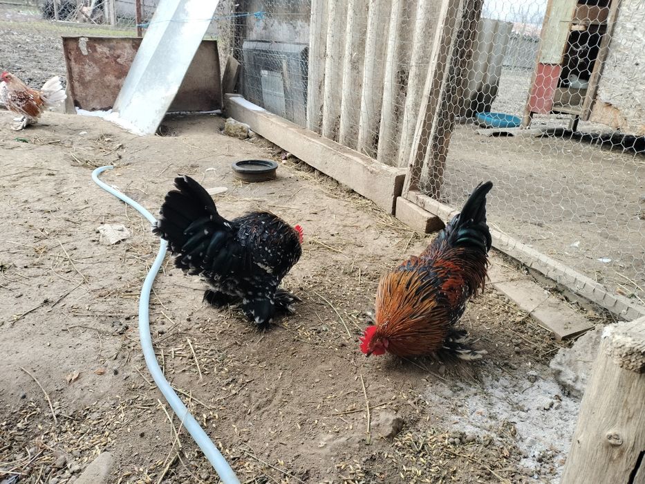 Cocoșei mii de flori