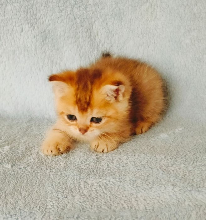 Котята Шиншиллы Золото