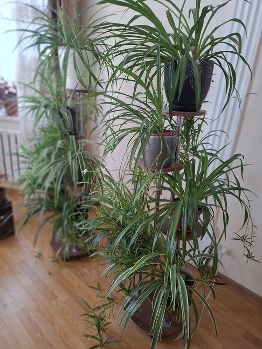 Продаю комнатный цветы