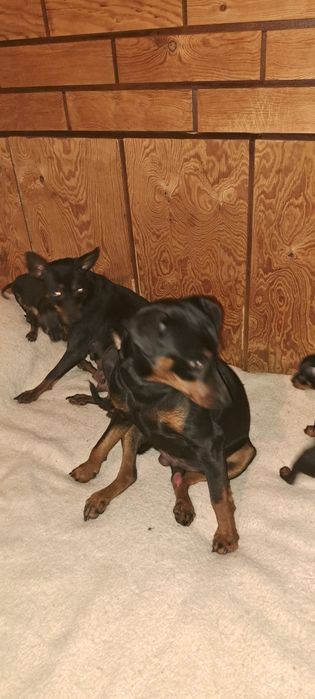 Пинчер  с БГ ПАСПОРТ