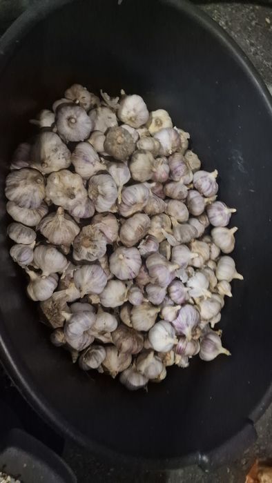 Продам крученый чеснок домашний