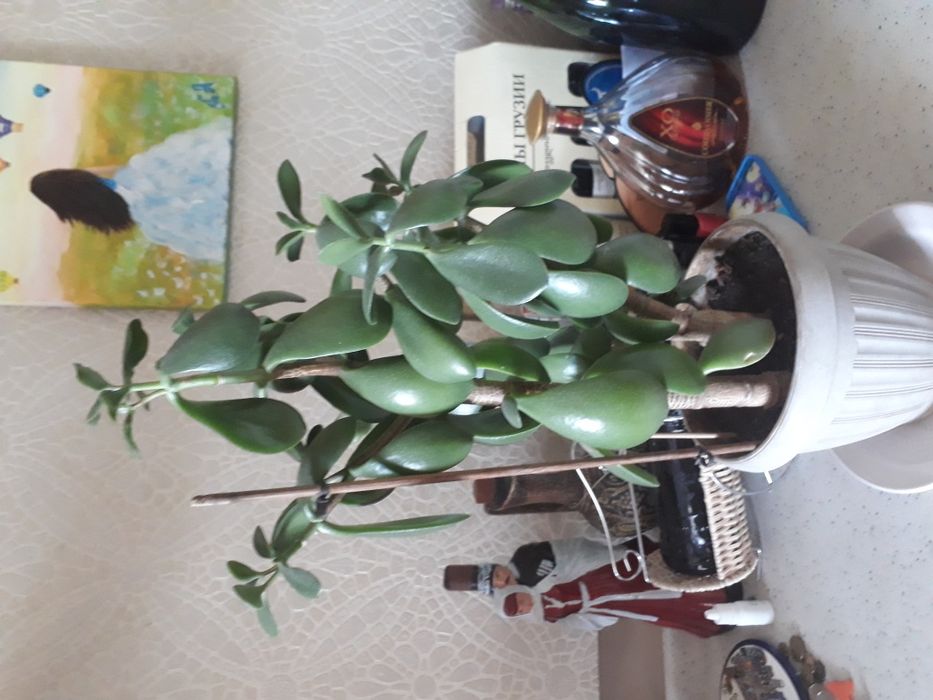 Денежное дерево,толстянка