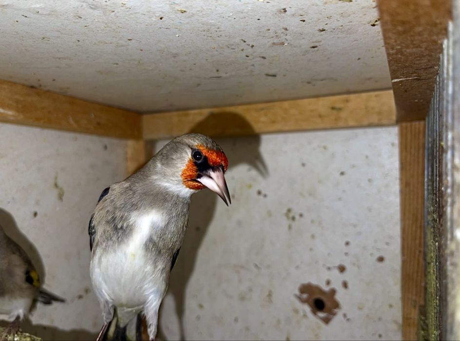 norchi sava sotiladi bishkek