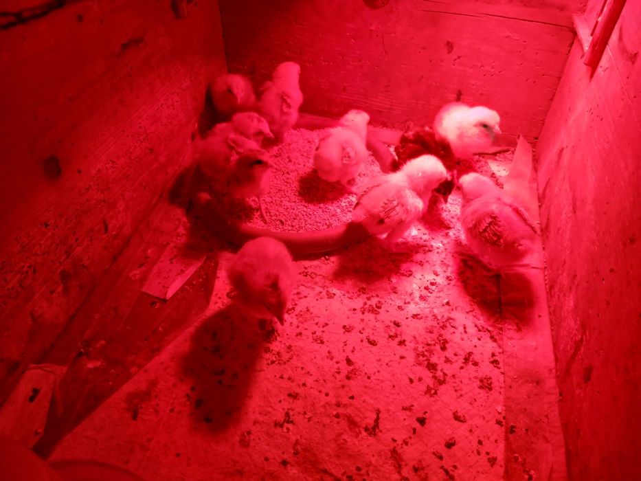 9 puișori din găini țărănești