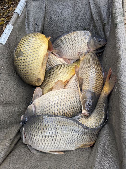 Crap consum, trofee, populare lacuri!