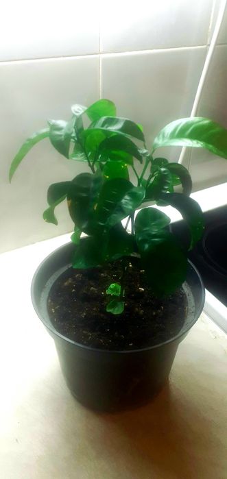 Комнатные растенмя