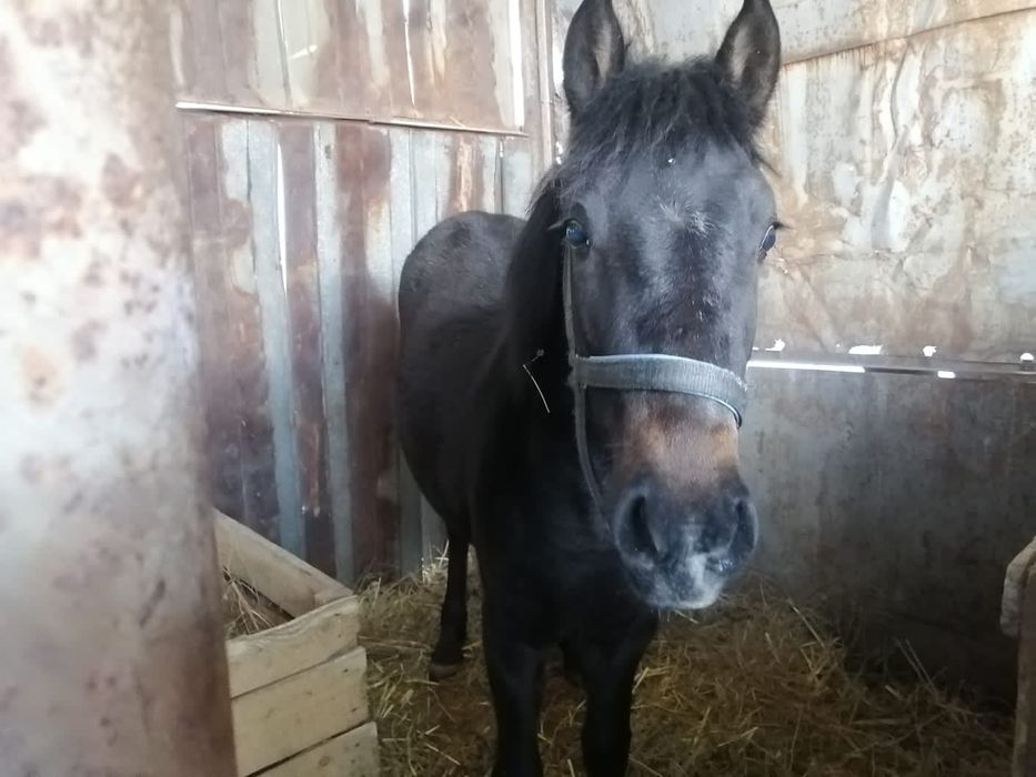 Срочно продам  жеребёнка кабыла