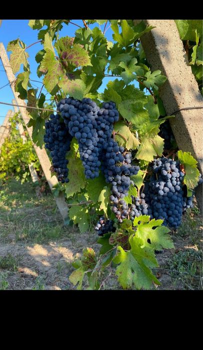 Butasi de vită de vie de anul 2 și de anul 3