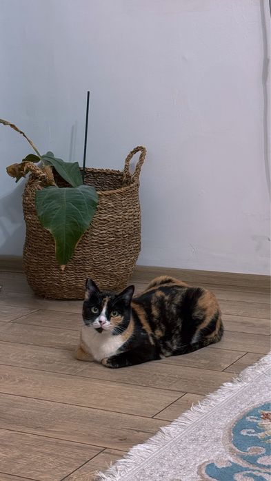 Отдам в добрые и ответственные руки