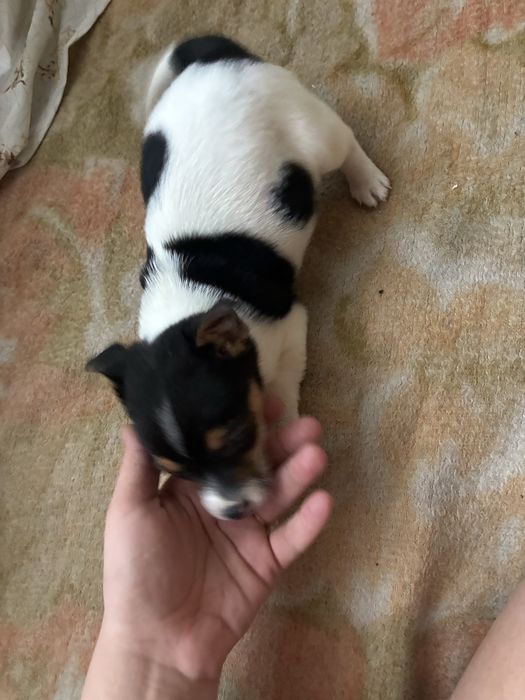 Продавам джак ръсел