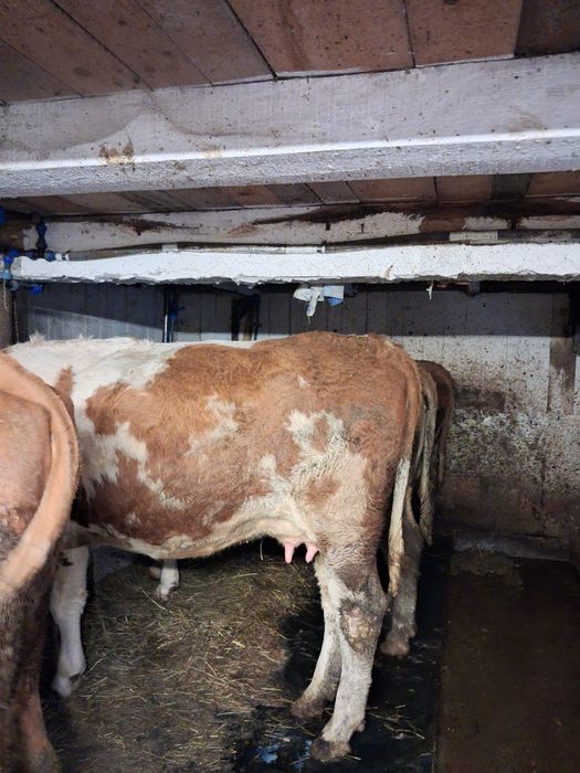 de vinzare vacă baltata românească