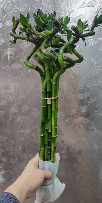 Бамбук водяной высота 50см