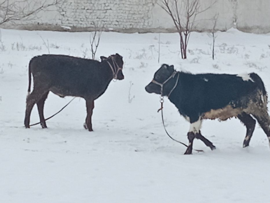 2 бас еркек бузау сатылады