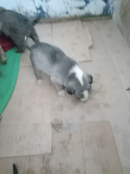 Щенки девочки ищут дом