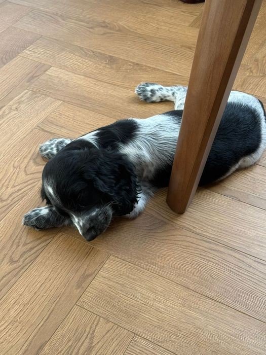 Продам щенка руского Спаниеля