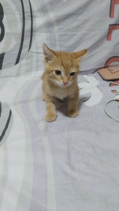Отдам котенка в хорошие руки