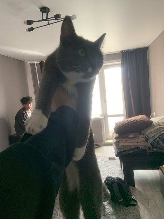 кошка Луна ищет дом