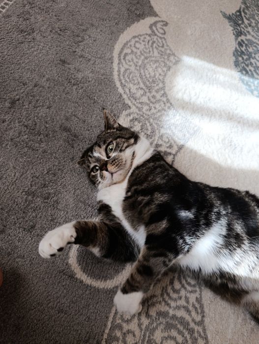 Британский благородный мраморный кот