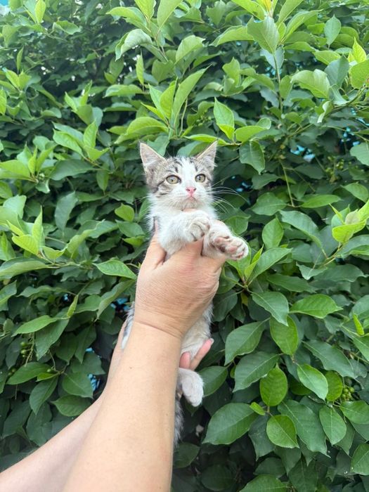 Отдадим котят бесплатно