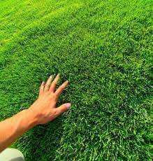 Газон | Gazon | оптом арзон | Landshaft Dizayn